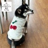 柴犬8.7kg(首32/胴52/丈37cm)のチョコプリンちゃんはチェリーオフホワイトのXLを着用