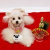 トイプー1.4kg(首18/胴29/丈18cm)のマユリちゃんが遊んでくれました