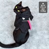 MIX3.0kg(首16.5/胴29/丈43cm)の十花ちゃんはオバケブラックのM着用