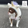 チワワ2.2kg(首18.5/胴30/丈30cm)のピクルスくんはホワイトのSを着用
