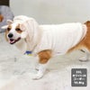 コーギー10.8kg(首37/胴52/丈40cm)のラテちゃんはホワイト26のXXLを着用