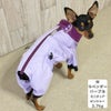 ミニピン2.7kg(首20/胴36/丈23.5cm)のルナちゃんはラベンダーパープルのMを着用