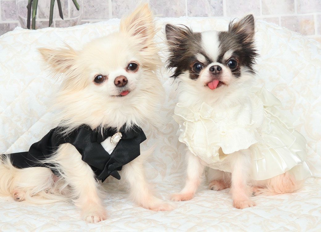 iDogウェディング風レースワンピ