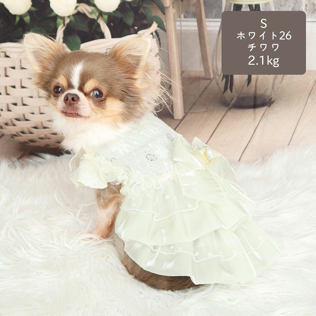 チワワ2.1kg(首19.5/胴30.5/丈22cm)の玉青ちゃんはホワイト26のSを着用