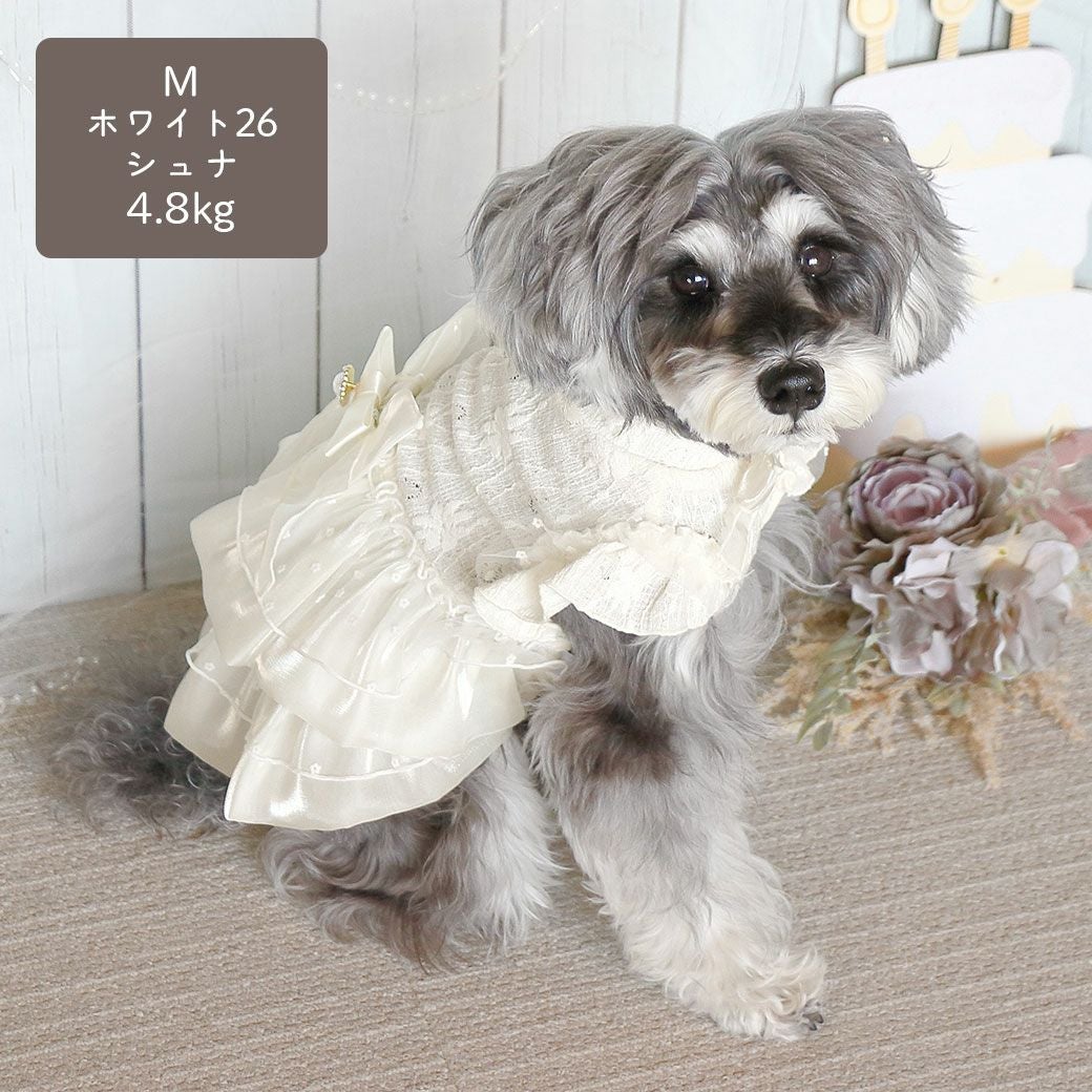 ミニチュアシュナウザー4.8kg(首22/胴39/丈29cm)のあろあちゃんはホワイト26のMを着用