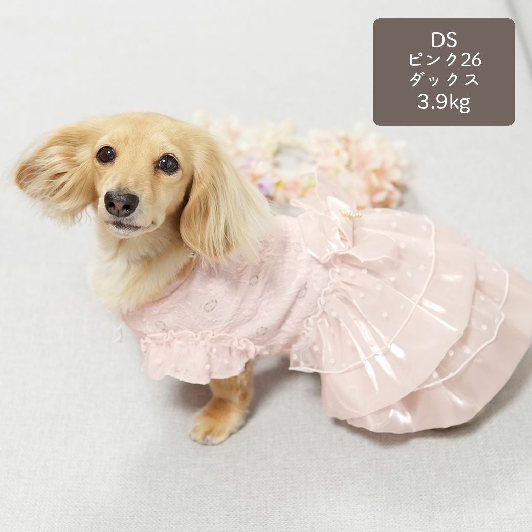 ミニチュアダックス3.9kg(首25/胴37/丈31cm)のクムちゃんはピンク26のDSを着用