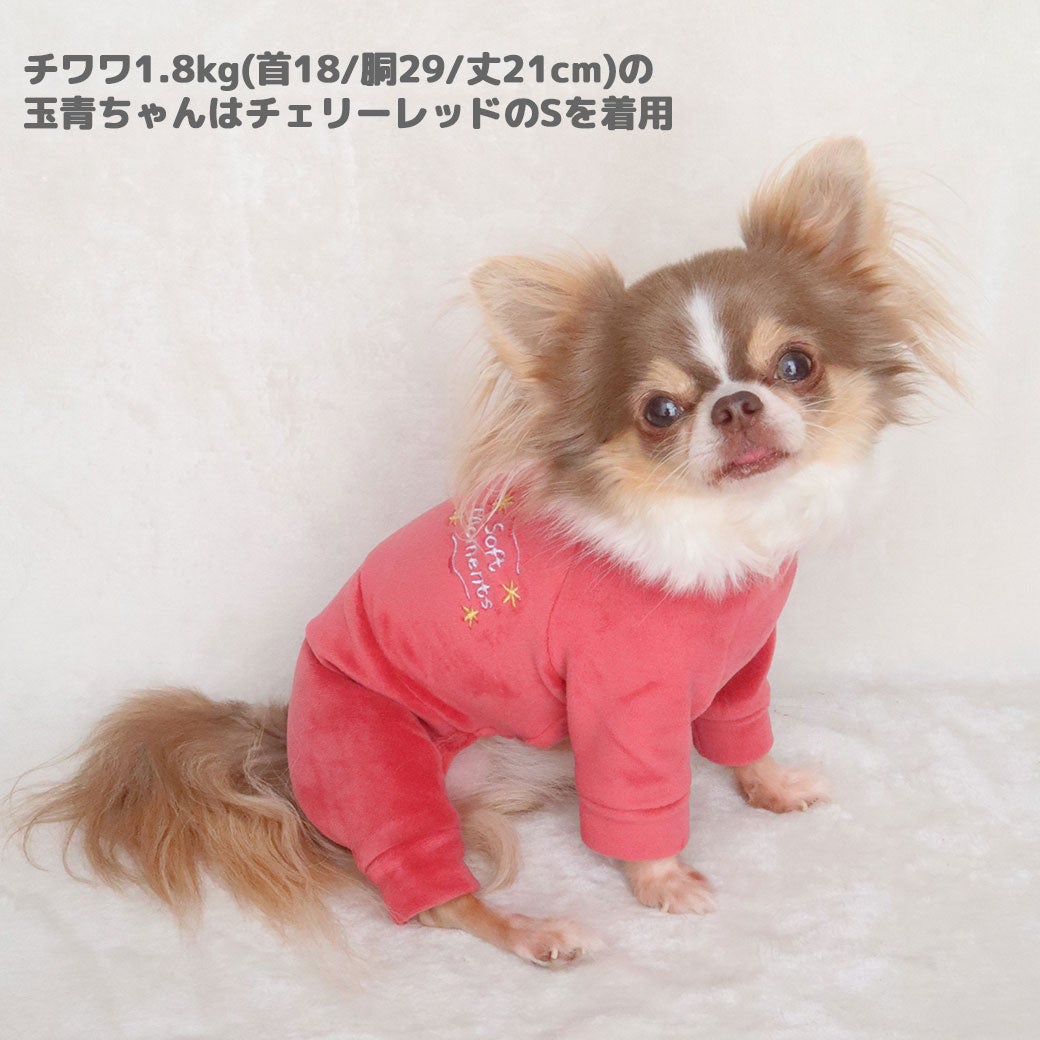 チワワ1.8kg(首18/胴29/丈21cm)の玉青ちゃんはチェリーレッドのSを着用