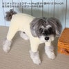 ミニチュアシュナウザー4.9kg(首23/胴40/丈30cm)のあろあちゃんはアイボリーのMを着用