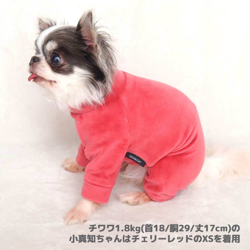 チワワ1.8kg(首18/胴29/丈17cm)の小真知ちゃんはチェリーレッドのXSを着用