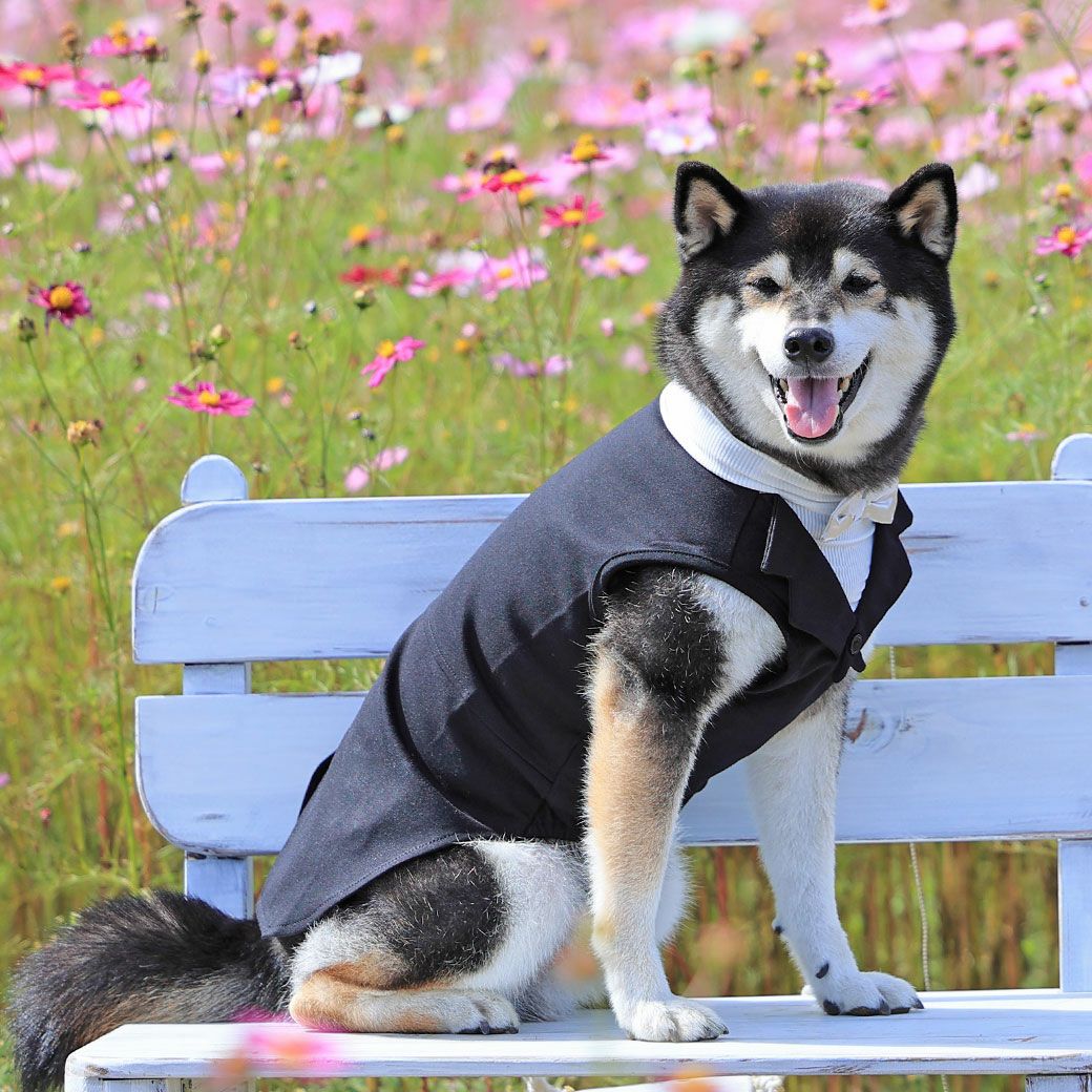 iDog 中大型犬用 タキシードタンク アイドッグ-犬猫ペット用品通販