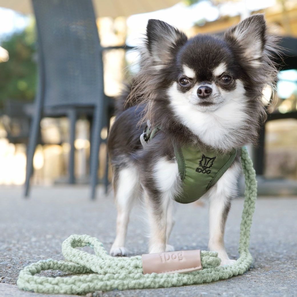 iDog マクラメ編みリード-犬猫ペット用品通販 IDOG&ICAT|ペット