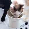 MIX3.5kg(首19/胴30/丈31cm)の風花ちゃんはホワイトを使用
