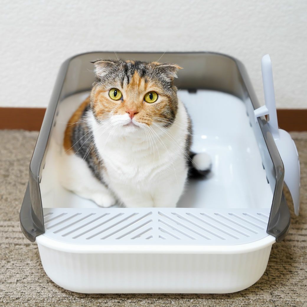 iCat セミクローズドプラスチックサンドボックス-犬猫ペット用品通販