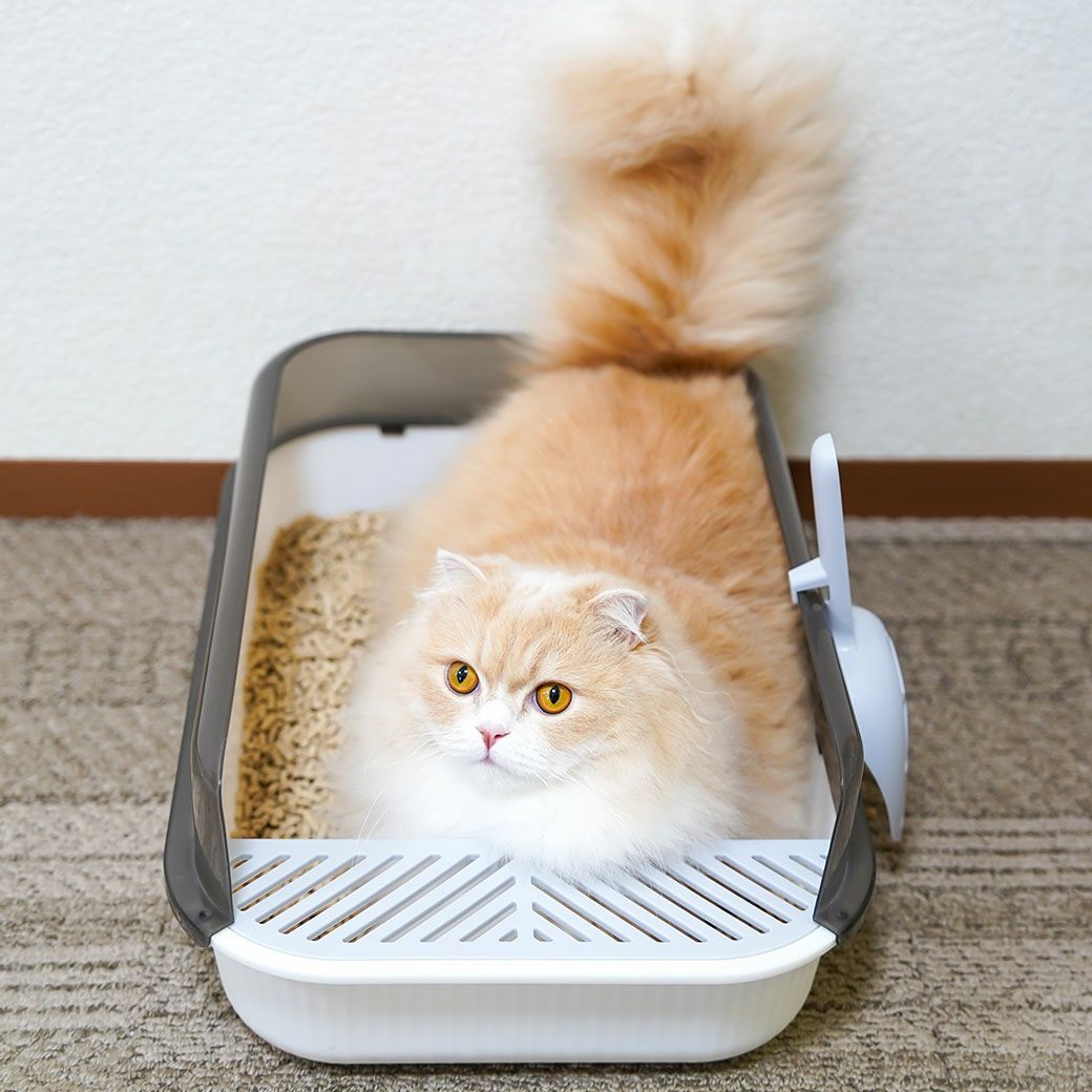 iCat セミクローズドプラスチックサンドボックス-犬猫ペット用品通販