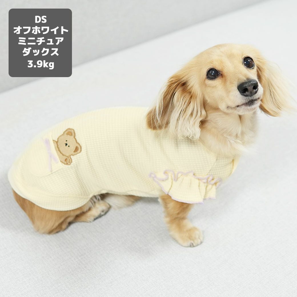 ミニチュアダックス3.9kg(首25/胴37/丈31cm)のクムちゃんはオフホワイトのDSを着用