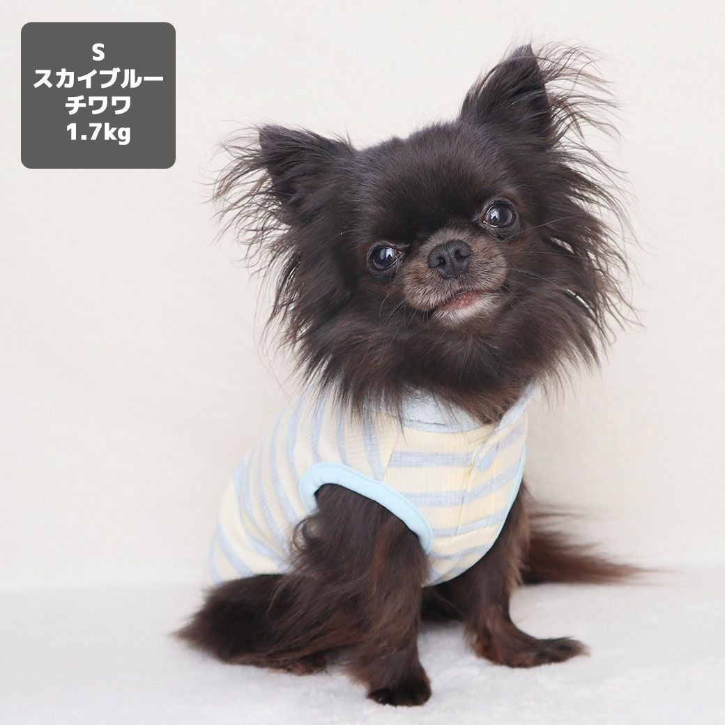 チワワ1.7kg(首19/胴28.5/丈21cm)の小桃ちゃんはスカイブルーのSを着用