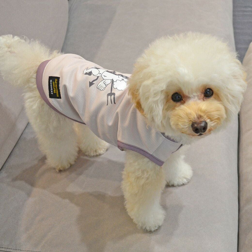 トイプー2.9kg(首19/胴32/丈28cm)のいろはちゃんはピンクのMを着用