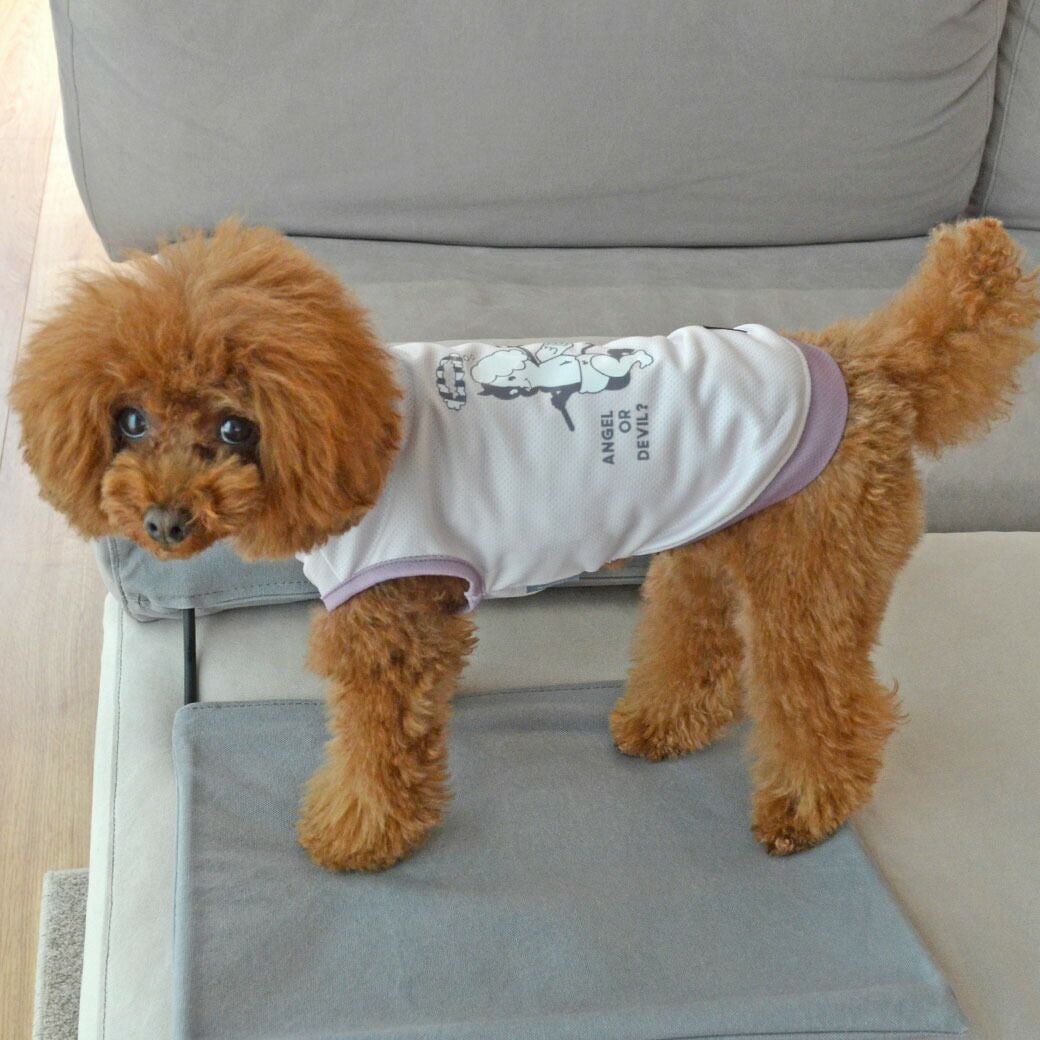 トイプー3.4kg(首20/胴35/丈30cm)のここはちゃんはピンクのMを着用