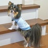 チワワ2.7kg(首23/胴35/丈26cm)のマルスくんはブルーのSを着用