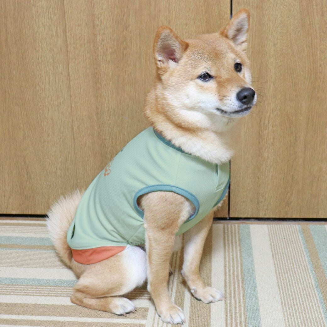 豆柴5.8kg(首29/胴43/丈35cm)の豆太くんはロゴグリーンのLを着用