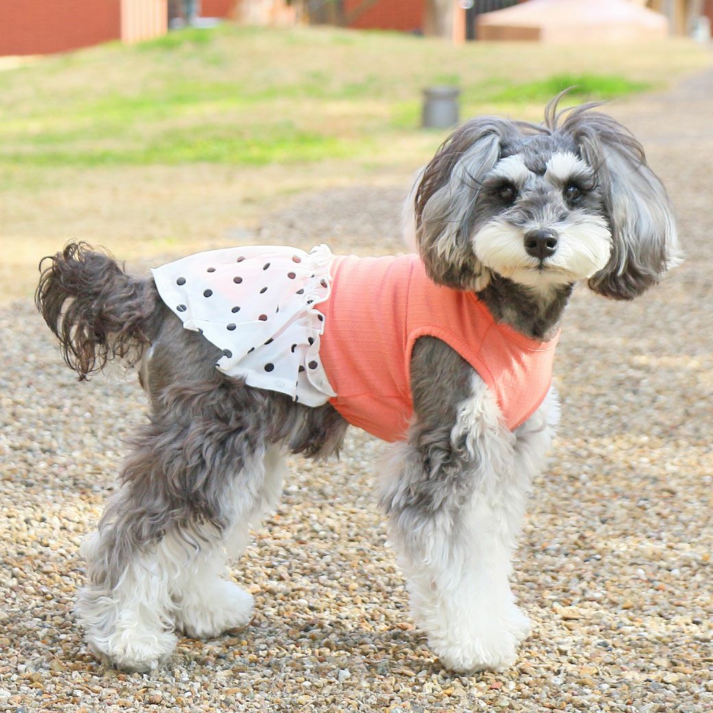 iDog シフォンドットスカートワンピ iDog fleur アイドッグ-犬猫ペット