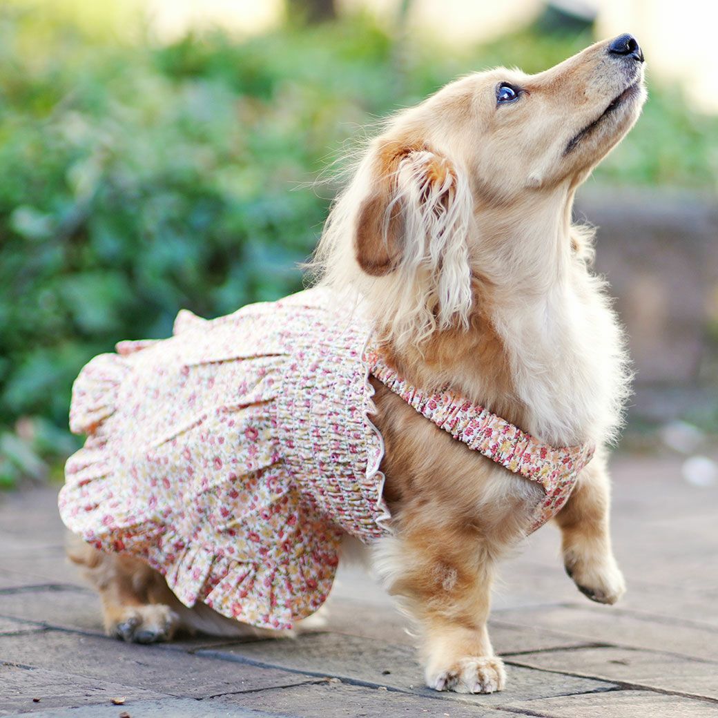 iDog MOSCAPE ギャザーフリルワンピ iDog fleur 防蚊 アイドッグ-犬猫