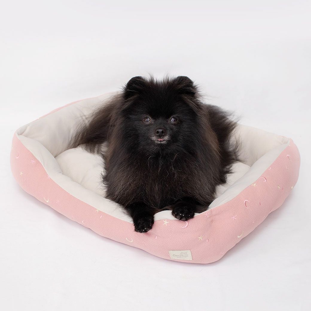 チワワ1.7kg(首18/胴27.5/丈18cm)の小真知ちゃん（左）、チワワ1.9kg(首19/胴29.5/丈21.5cm)のウメちゃん（右）はグレーを使用