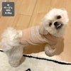 MIX4.2kg(首24/胴38/丈30cm)のとろろくんはベージュのMを着用