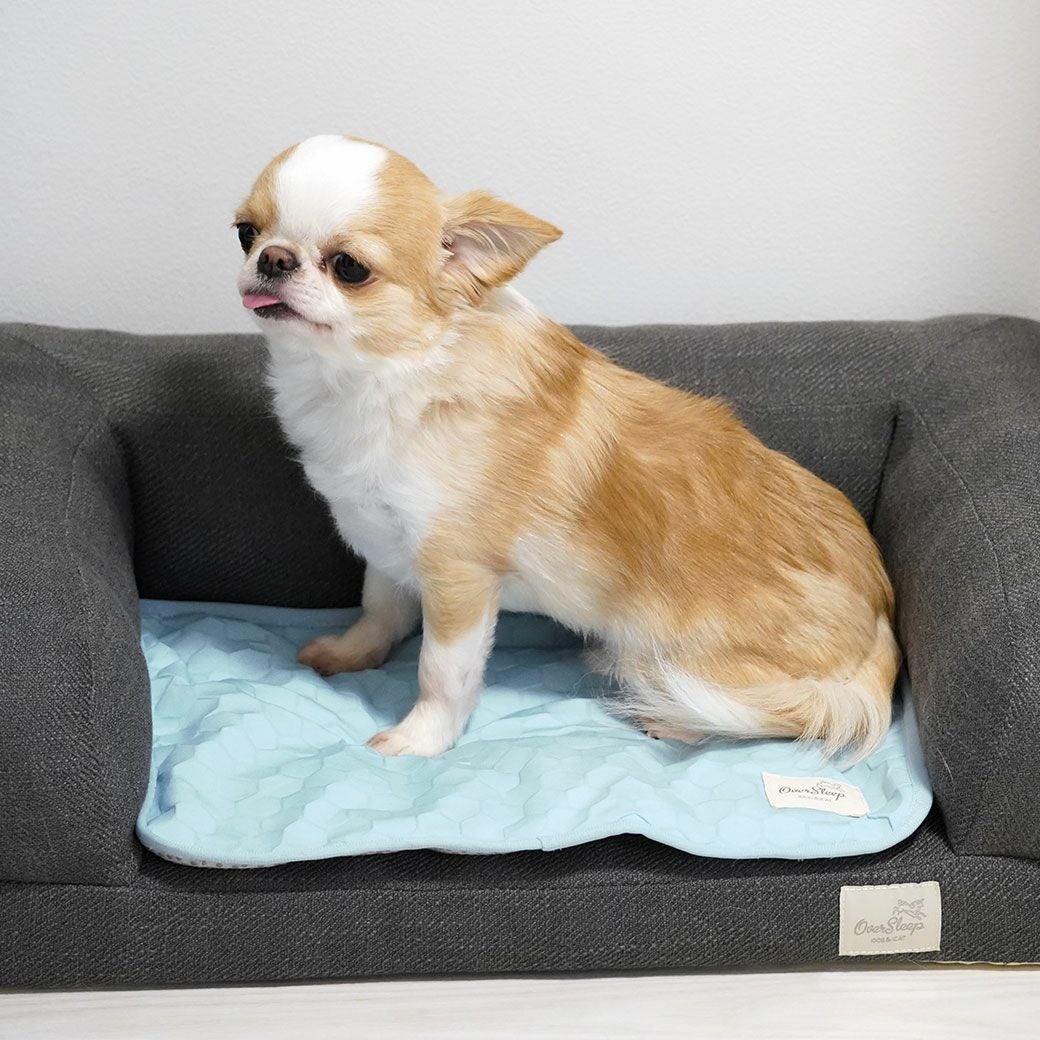 チワワ2.0kgのこつぶ使用(リラクシングソファベッドSサイズ併用)