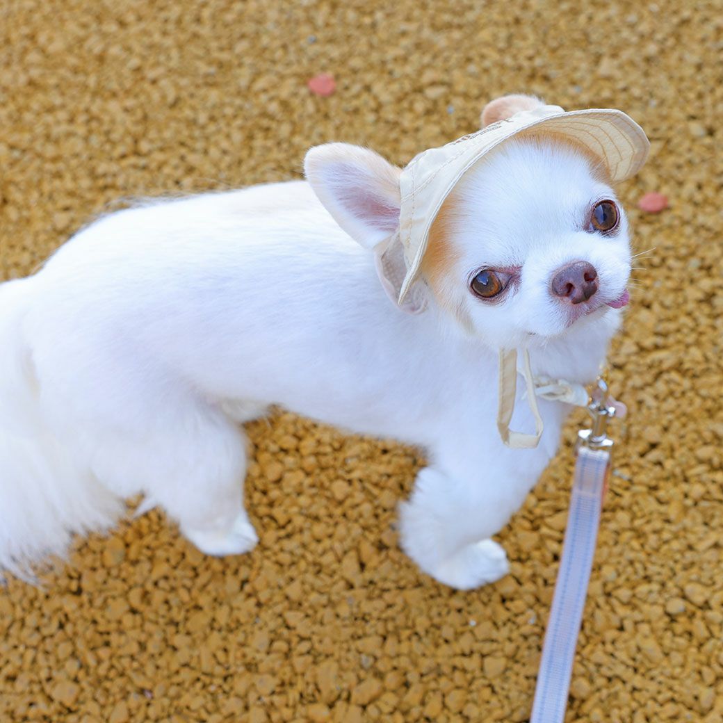 iDog MOSCAPE 防蚊シールドハット アイドッグ-犬猫ペット用品通販