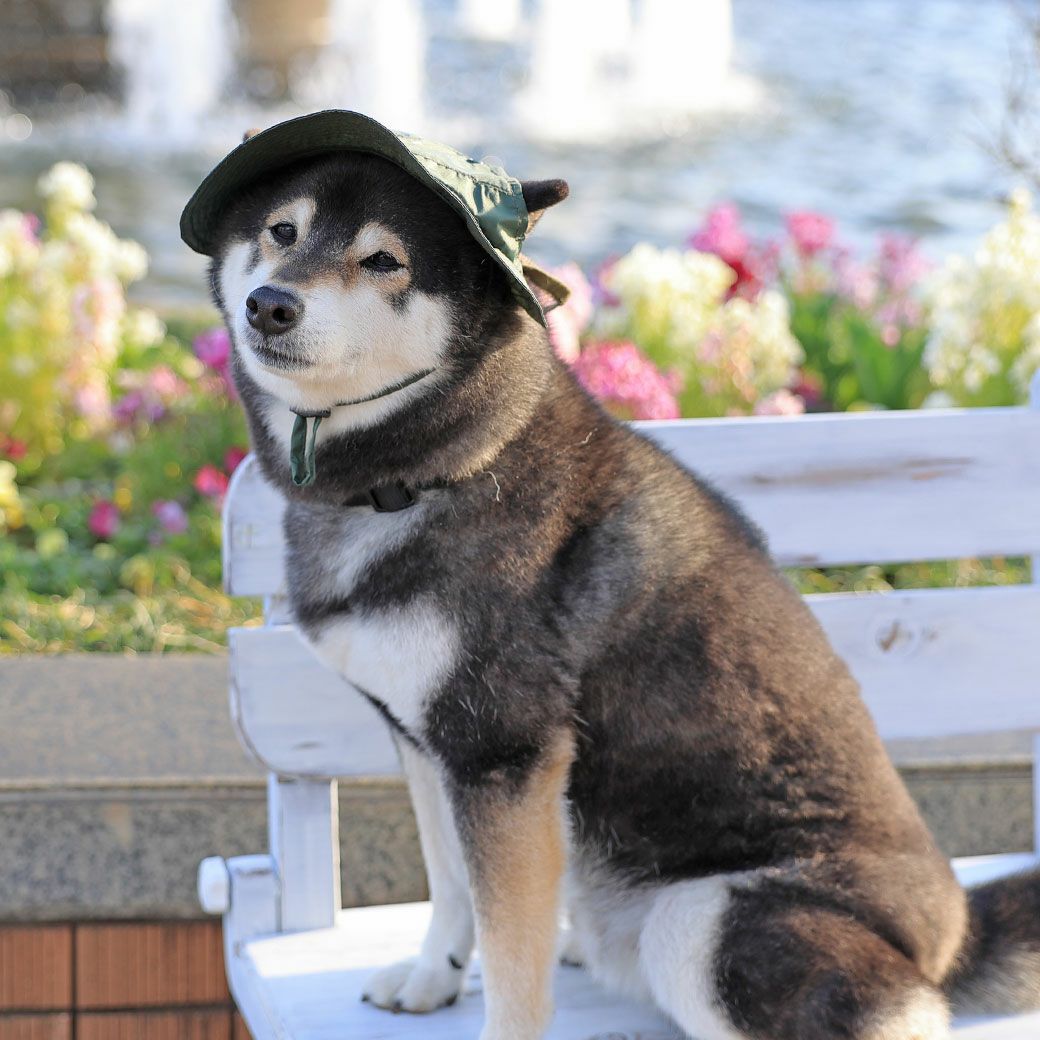 iDog MOSCAPE 防蚊シールドハット アイドッグ-犬猫ペット用品通販
