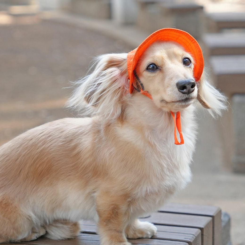 iDog MOSCAPE 防蚊シールドハット アイドッグ-犬猫ペット用品通販