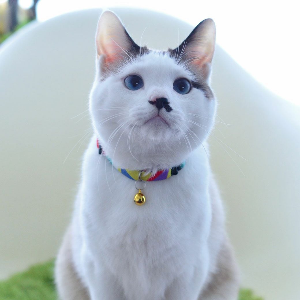 iCat カジュアルカラー のびのびセーフティーカラー アイドッグ-犬猫