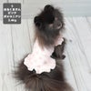 ポメラニアン2.4kg(首19/胴30/丈26cm)のはちみつちゃんは水玉くまさんピンクのSを着用