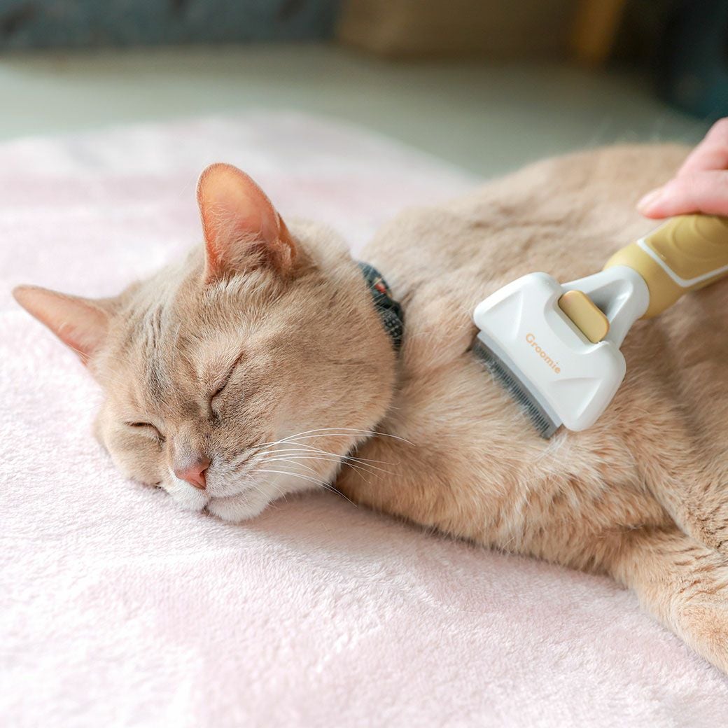 IDOG&ICAT Groomie アンダーコートリムーブ Sサイズ アイドッグ-犬猫