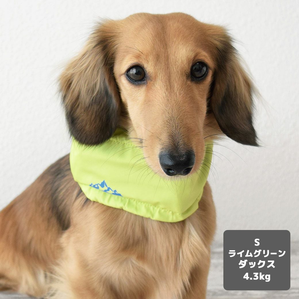 ミニチュアダックス4.3kg(首27/胴40/丈33cm)のALFaくんはライムグリーンのSを着用