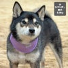 柴犬8.9kg(首33/胴54/丈39cm)のチョコプリンちゃんはラベンダーのMを着用