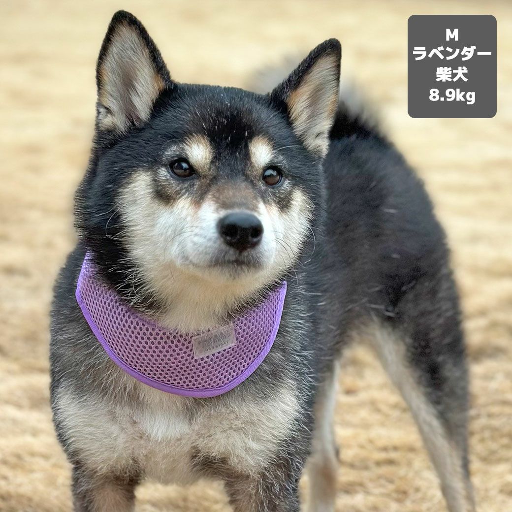 柴犬8.9kg(首33/胴54/丈39cm)のチョコプリンちゃんはラベンダーのMを着用