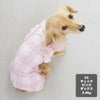 ミニチュアダックス3.9kg(首25/胴37/丈31cm)のクムちゃんはチェックピンクのDSを着用