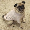 パグ9.4kg(首36/胴53/丈31cm)のめいちゃんはボーダーピンクベージュのFを着用