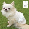 チワワ1.7kg(首18/胴27.5/丈22cm)のトロくんはオフホワイトのSを着用
