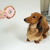 ミニチュアダックス4.8kg(首26/胴39/丈37cm)ダンケ君と比べるとこの大きさ