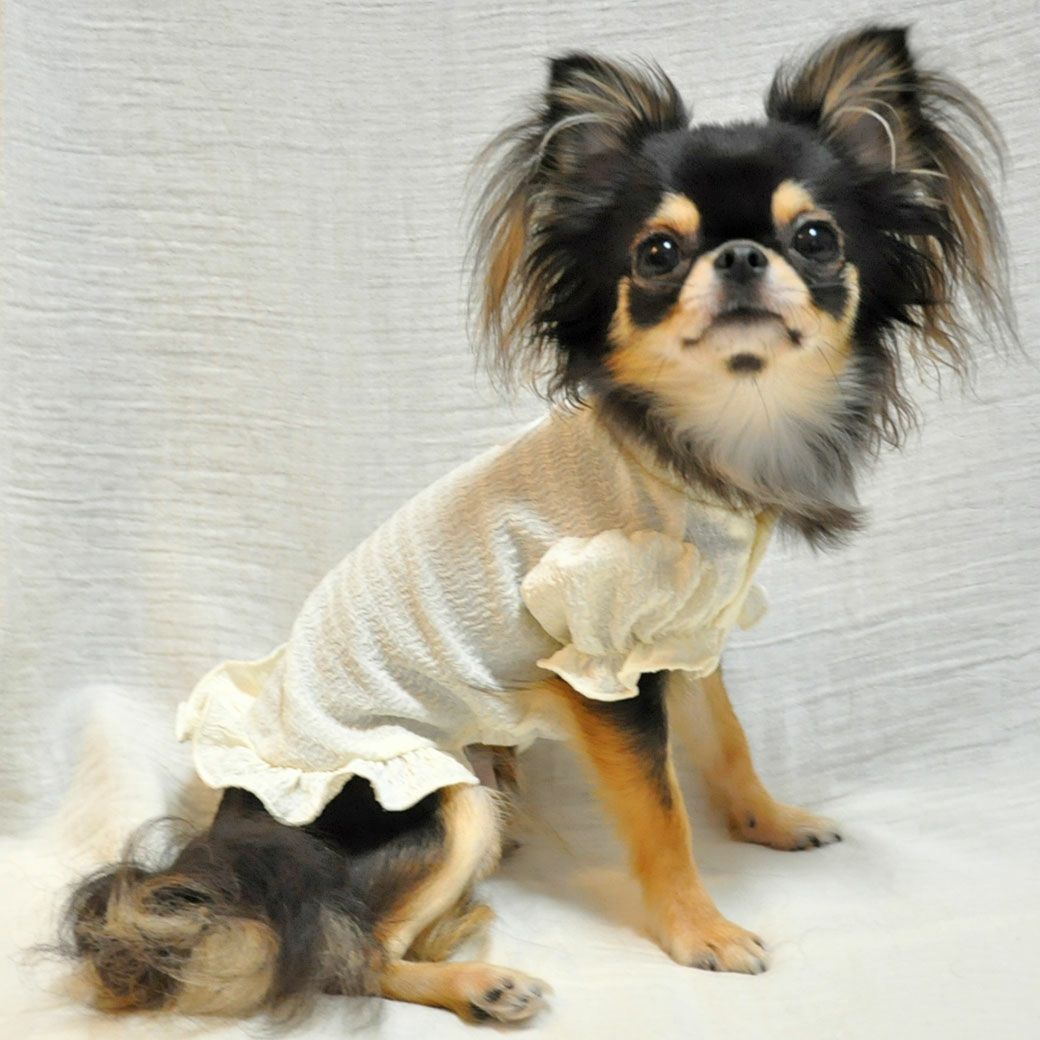 iDog フリルブラウス iDog fleur アイドッグ-犬猫ペット用品通販