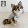 チワワ3.0kg(首21/胴36/丈33cm)のオリーブくんはボーダーホワイトのSを着用