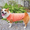 コーギー10.8kg(首37/胴52/丈40cm)のラテちゃんはボーダーオレンジのXXLを着用