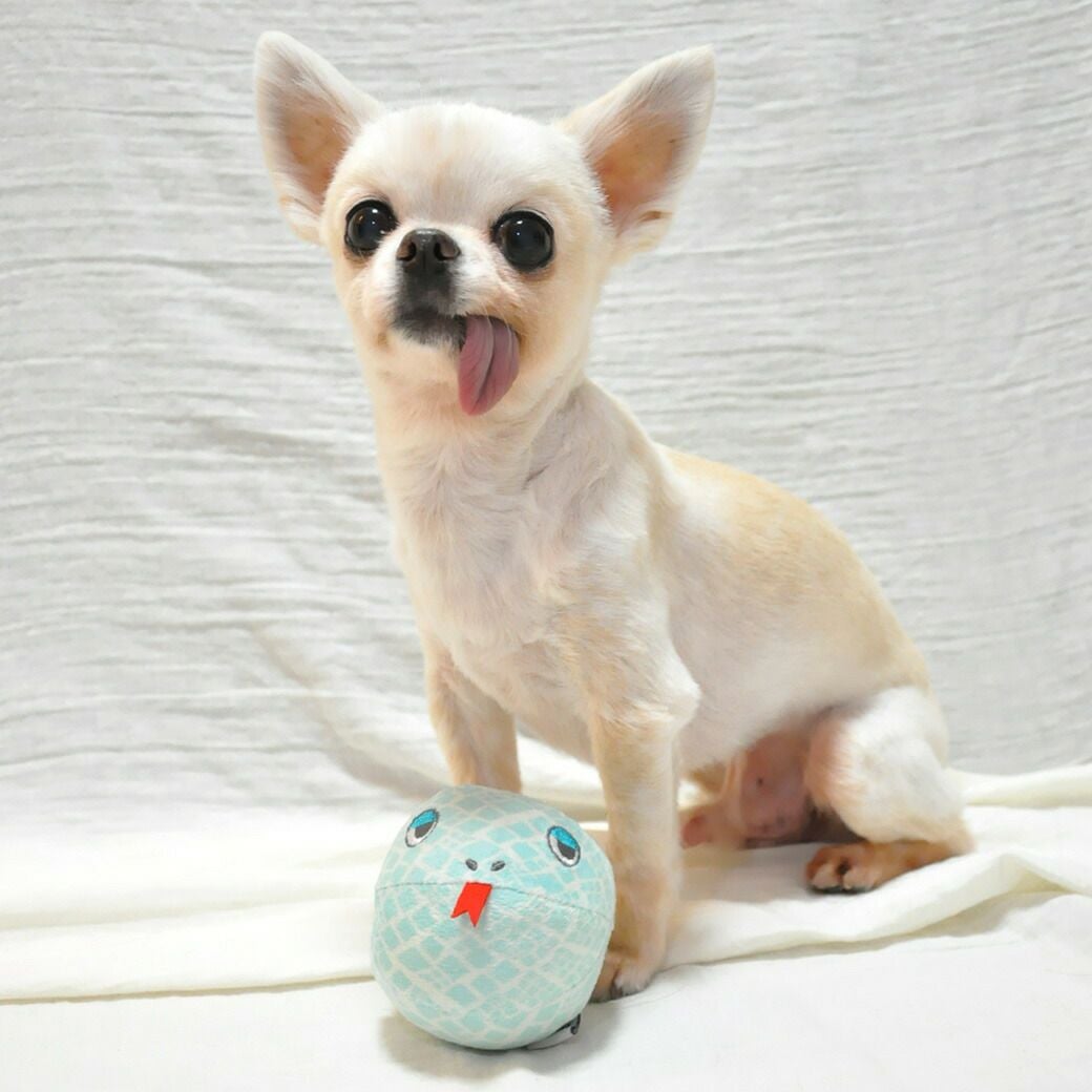iDog へびさんボール 鈴入り アイドッグ-犬猫ペット用品通販 IDOG&ICAT