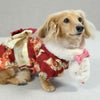 ミニチュアダックス3.9kg(首25/胴37/丈31cm)のクムちゃんはホワイトピンクのMを着用
