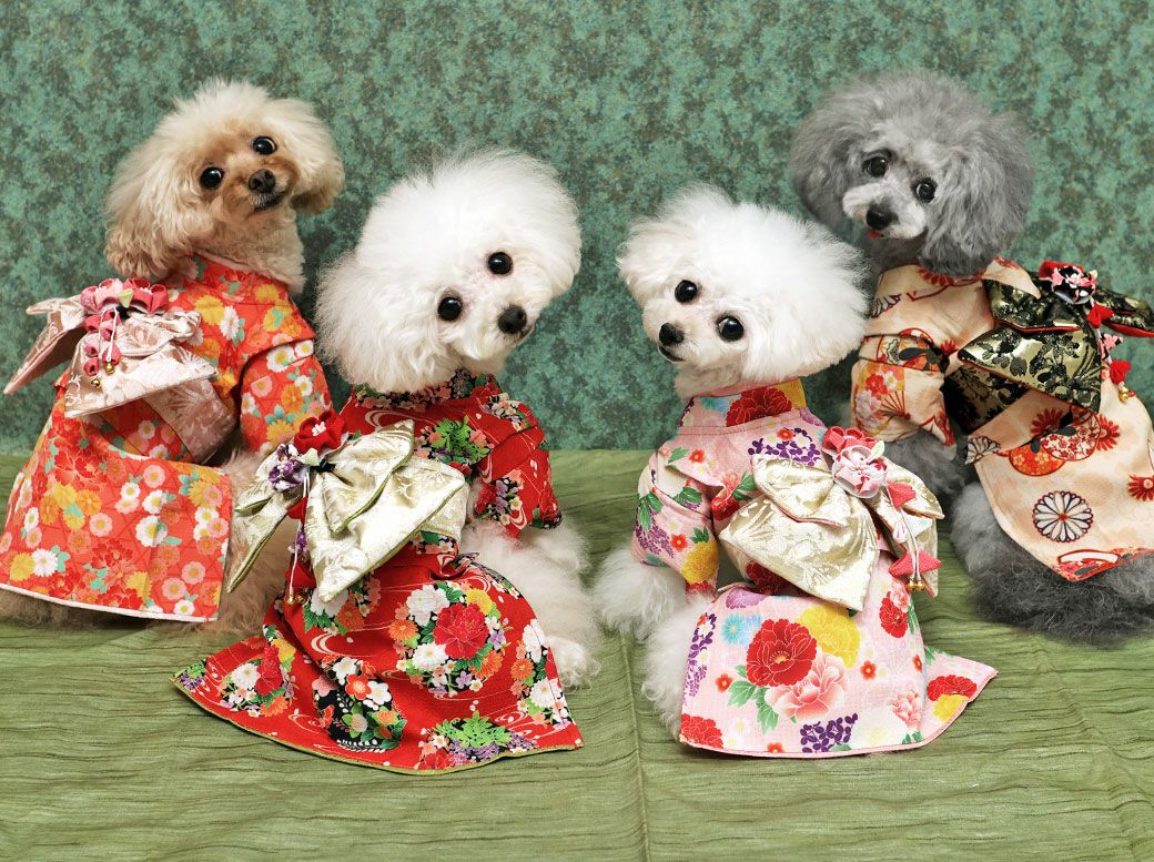 iDog 日本の伝統 華やか晴れ着 花飾り付き アイドッグ-犬猫用品通販