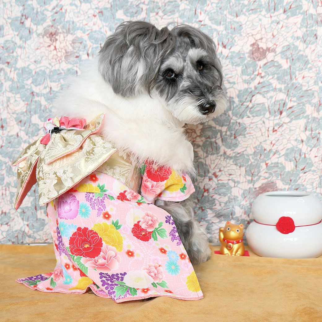 iDog 日本の伝統 華やか晴れ着 花飾り付き アイドッグ-犬猫用品通販