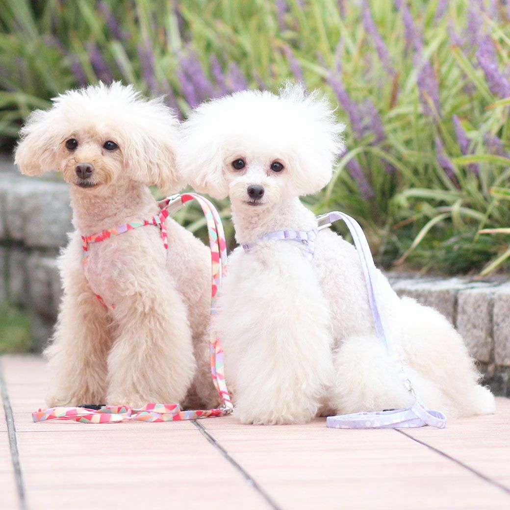 iDog WALKA HOLIC ワンタッチハーネス アイドッグ-犬猫ペット用品通販